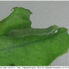 colias erate larva3 volg21